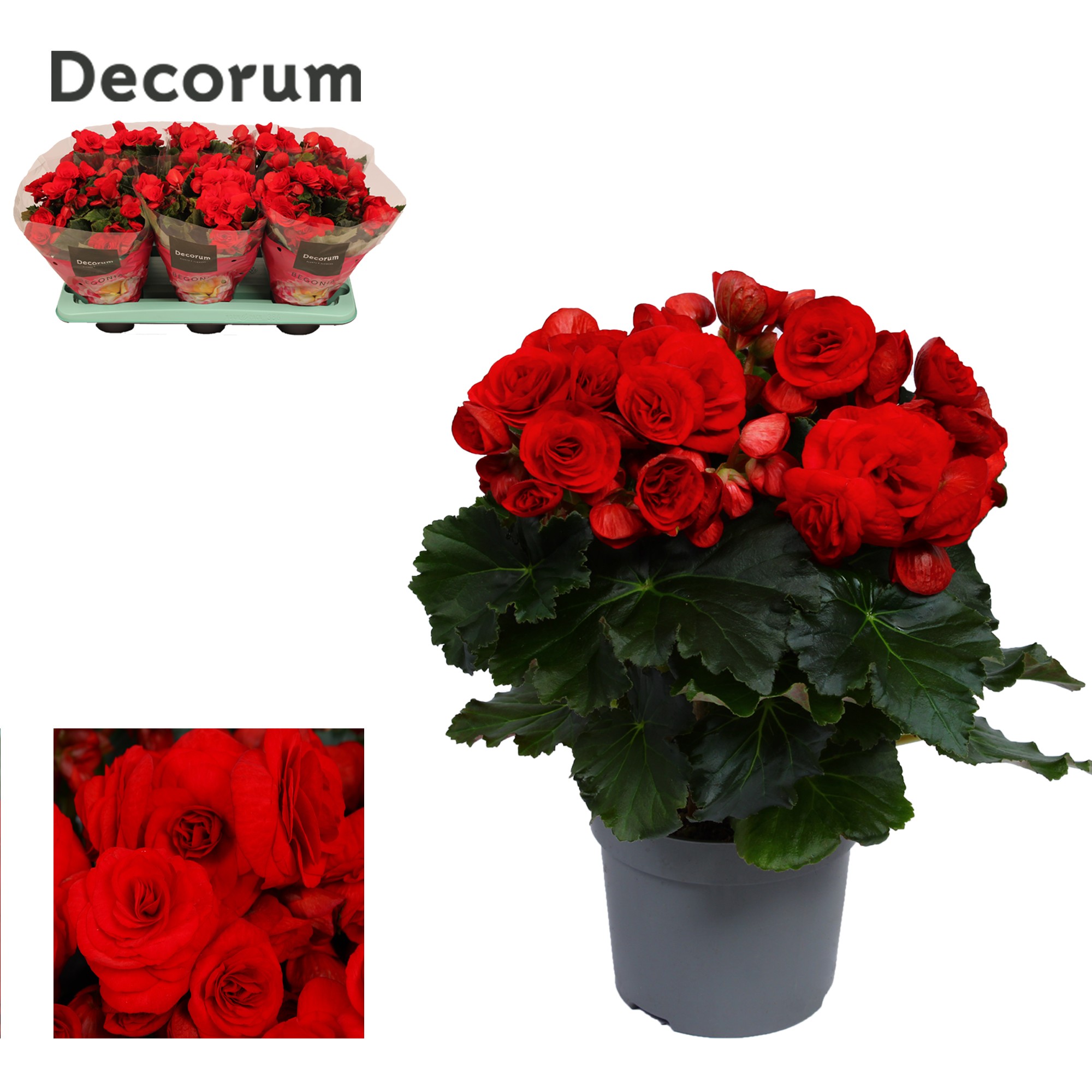 Begonia 'baladin' rood Decorum
