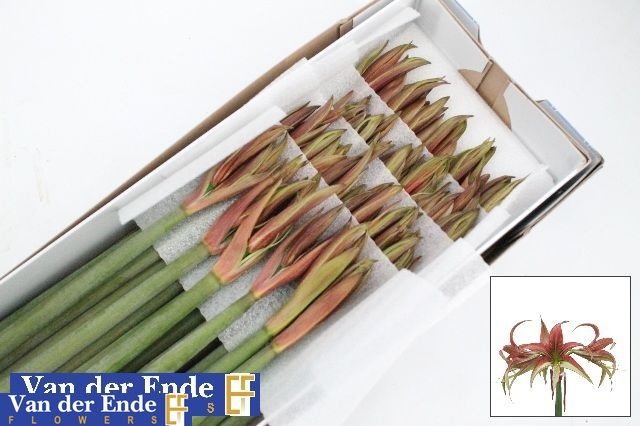 Hippeastrum Mini Tango 65cm 4bl