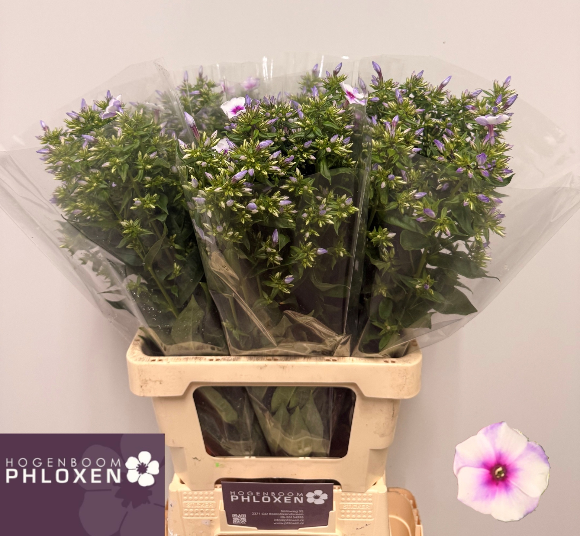 Phlox P Isabella 60cm