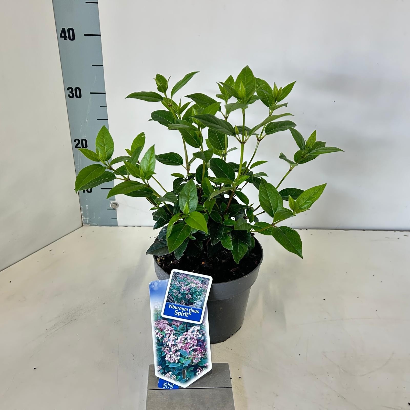 Picture of Viburnum tinus Spirit ('Anvi'PBR)