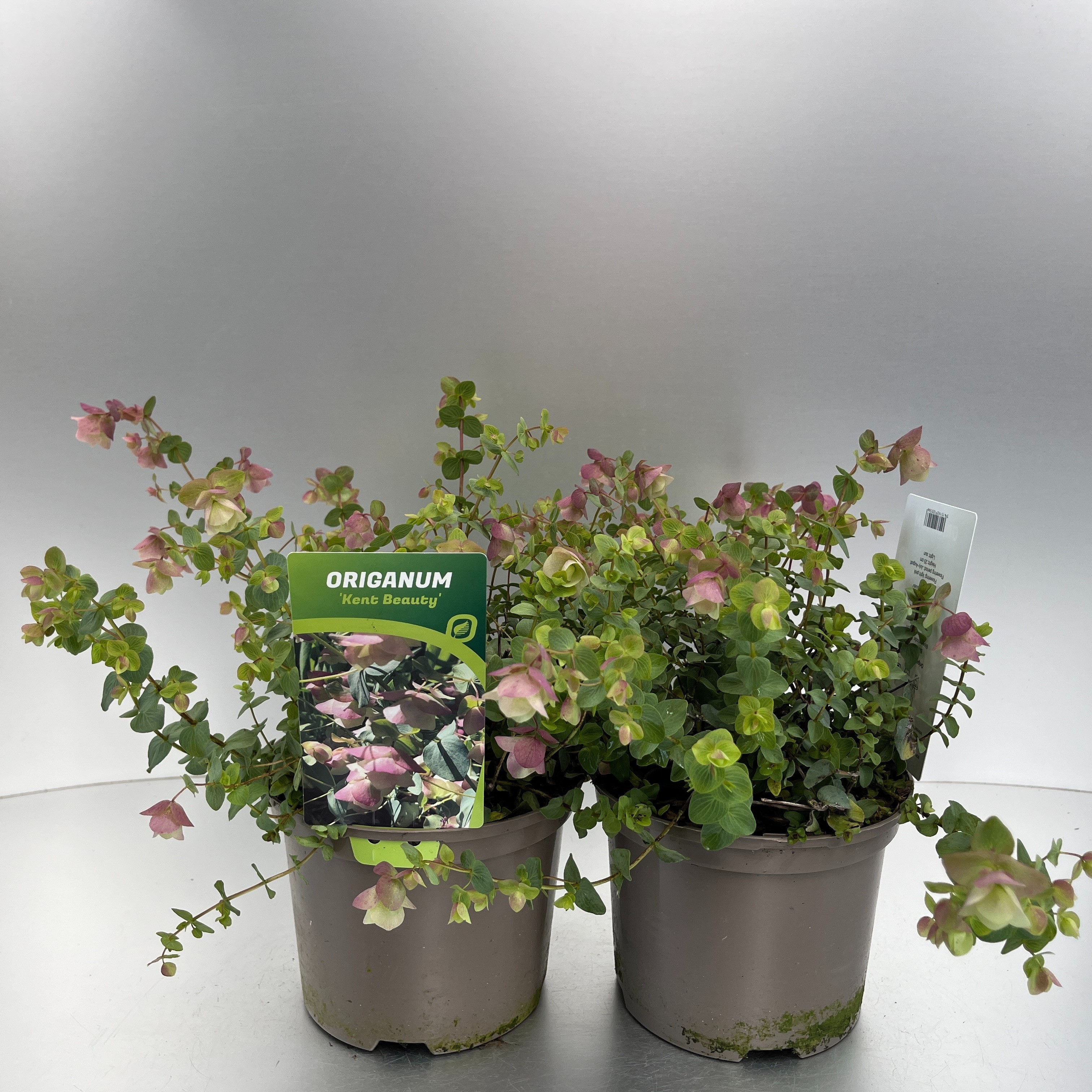 Picture of Origanum Kent Beauty P17 (2 Ltr)