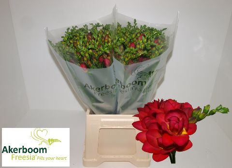 Freesia Double Expression 50cm 24gram