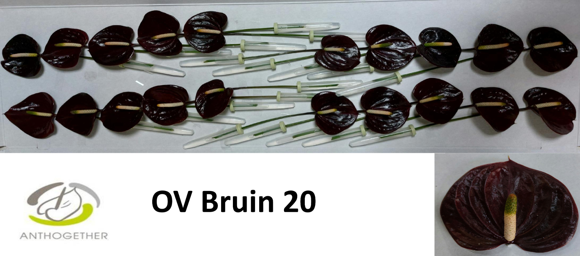 Anth A Ov Bruin 20