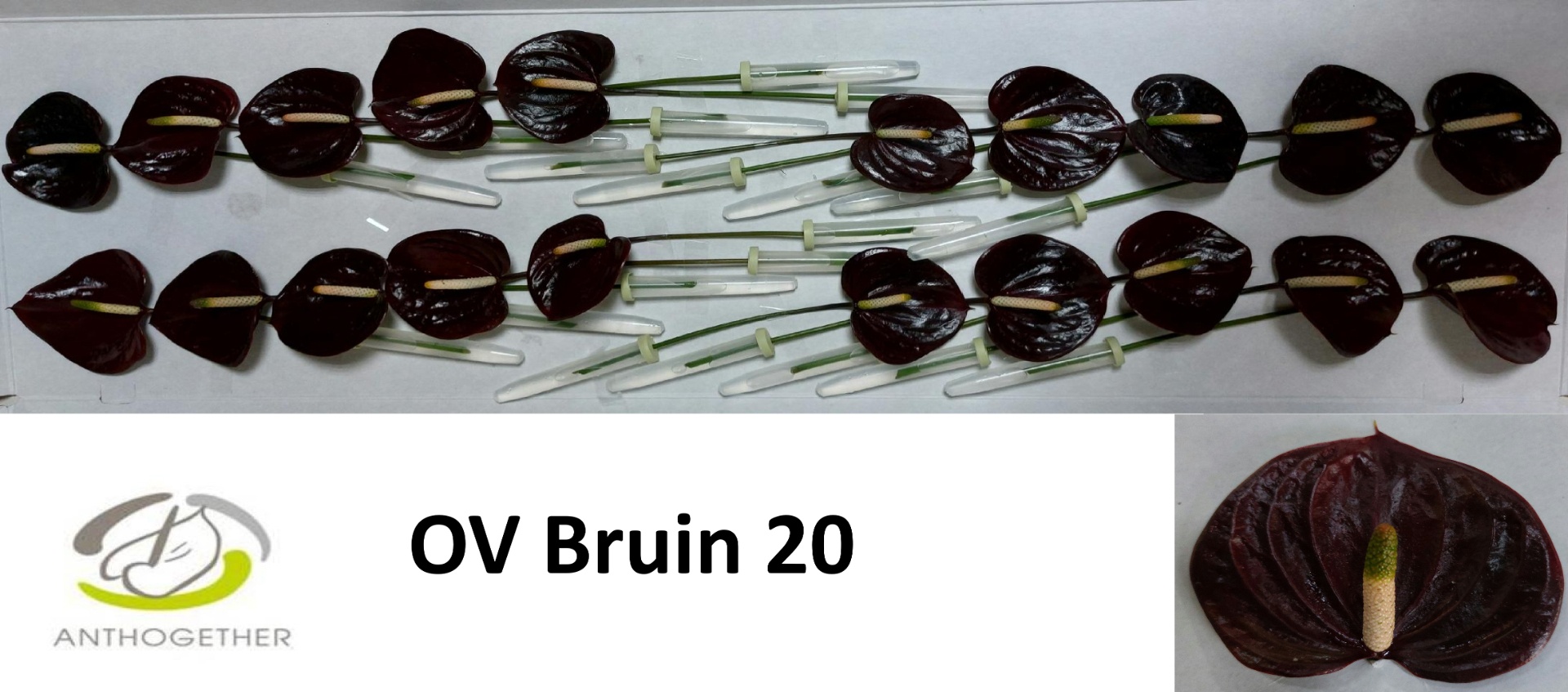 Anthurium 9Ø
