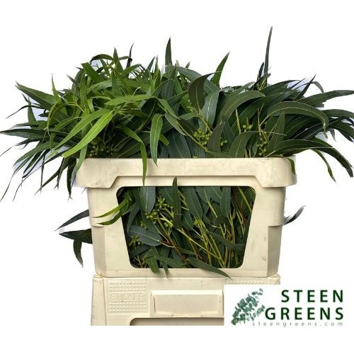 Euc Exotica Bs
