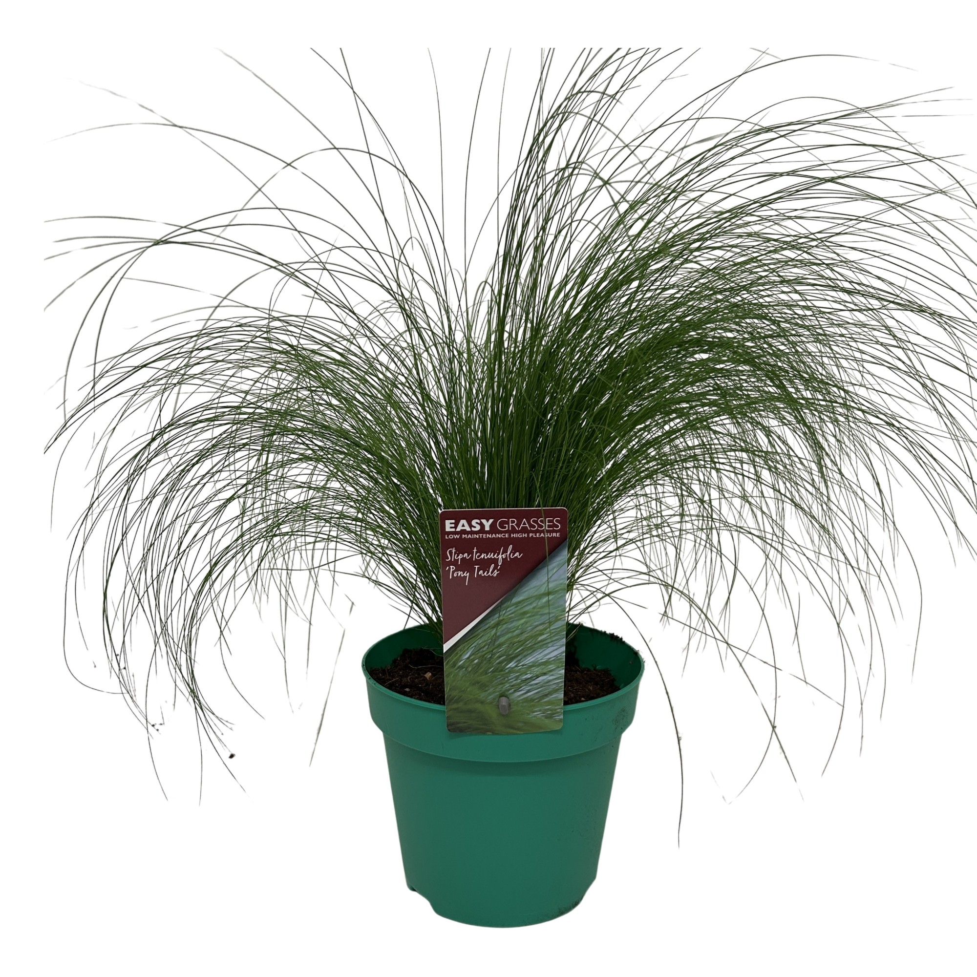 Picture of Stipa tenuifolia Pony Tails GROEN