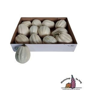 Cucurbita Baby Boo