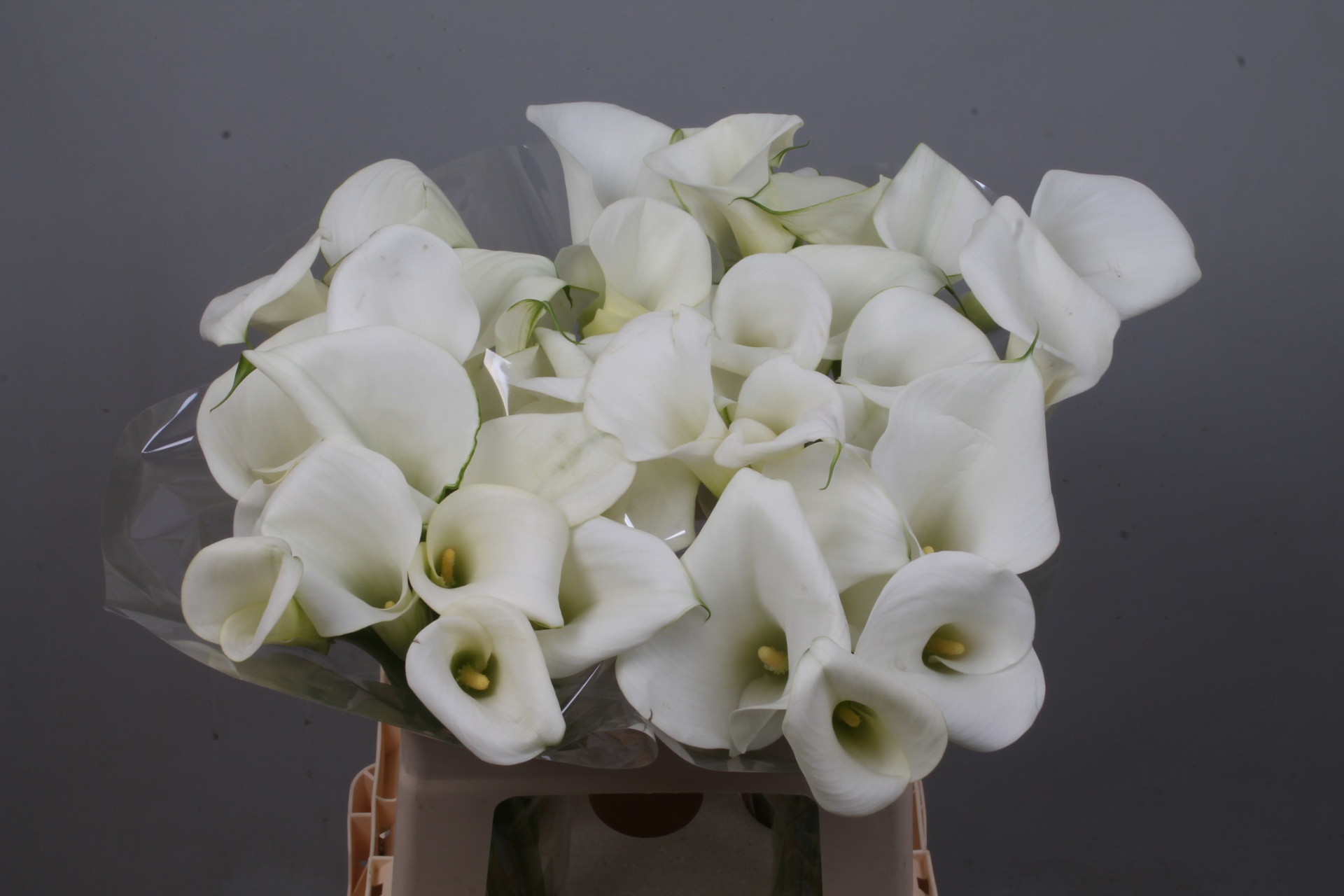 Calla White Art 60cm