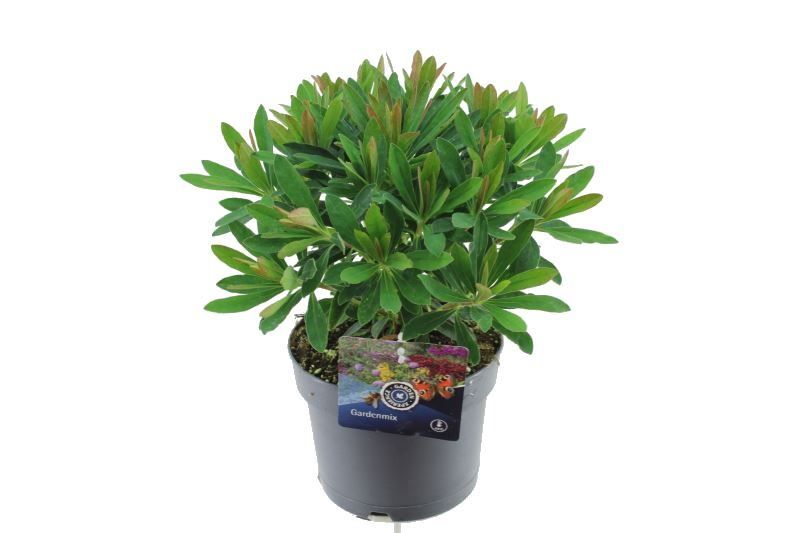 Euphorbia martinii