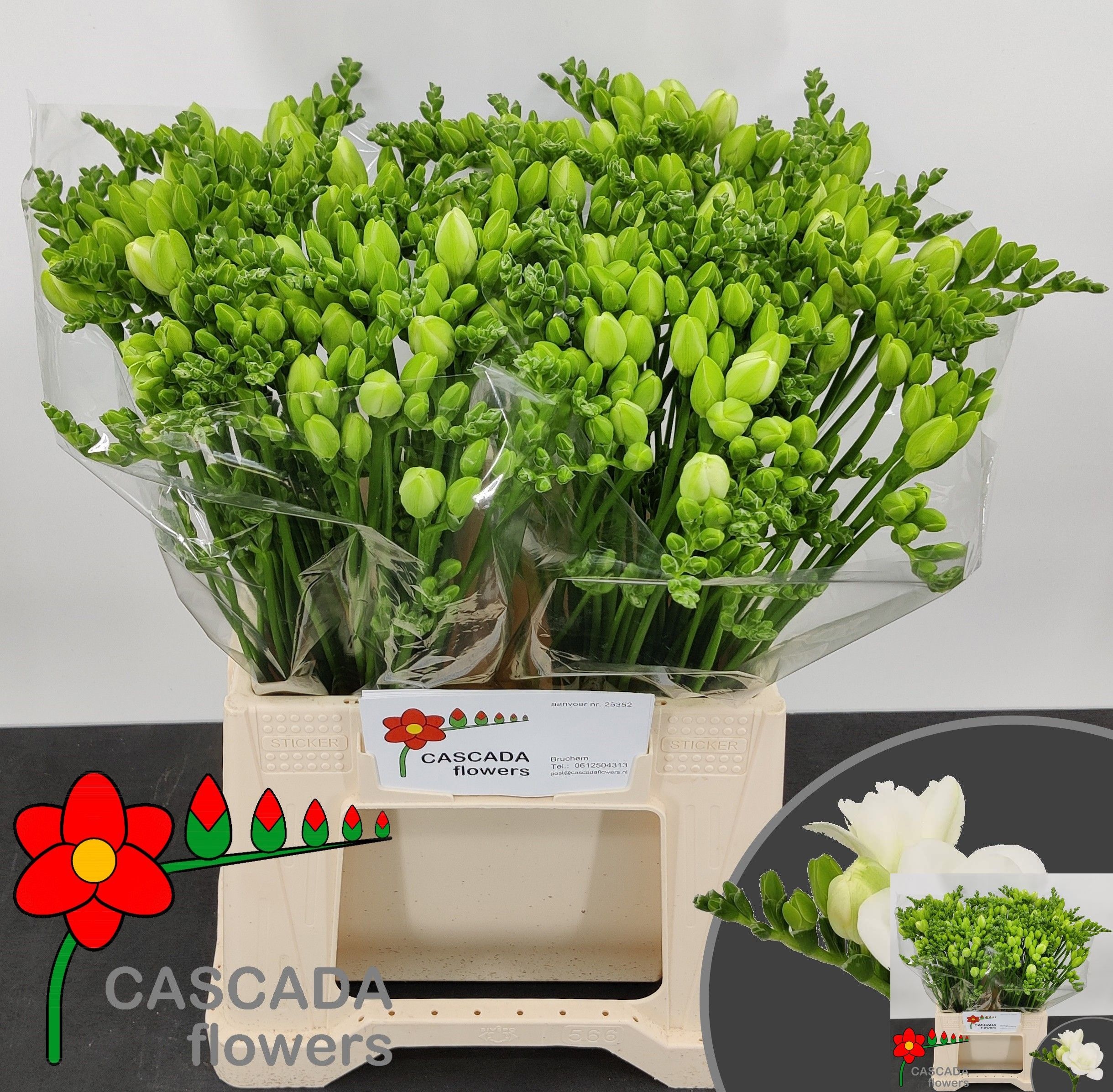 Freesia Double Essence 40cm 12gram