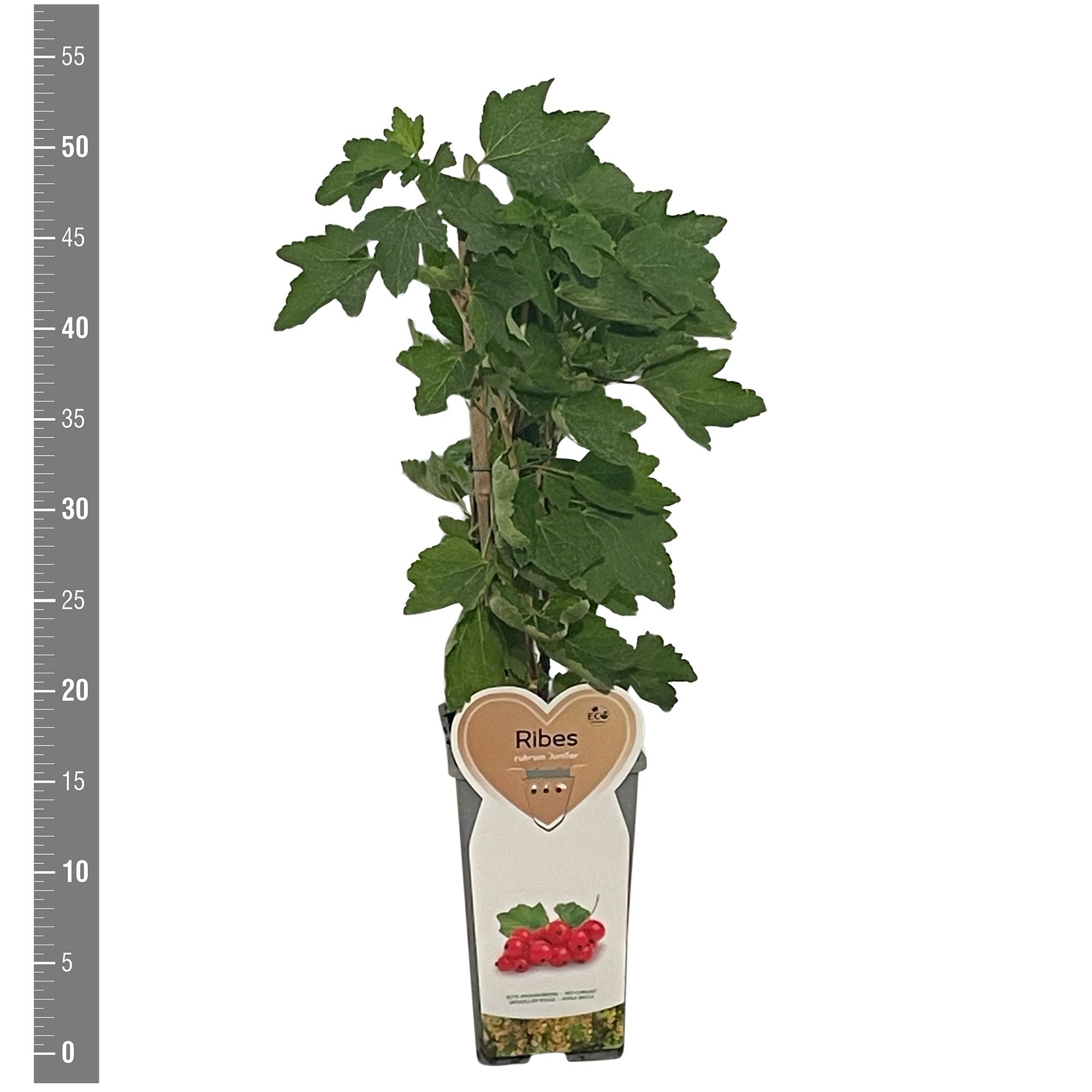 Ribes Kleinfruit Ribes r. Junifer 2 liter (rode bes)