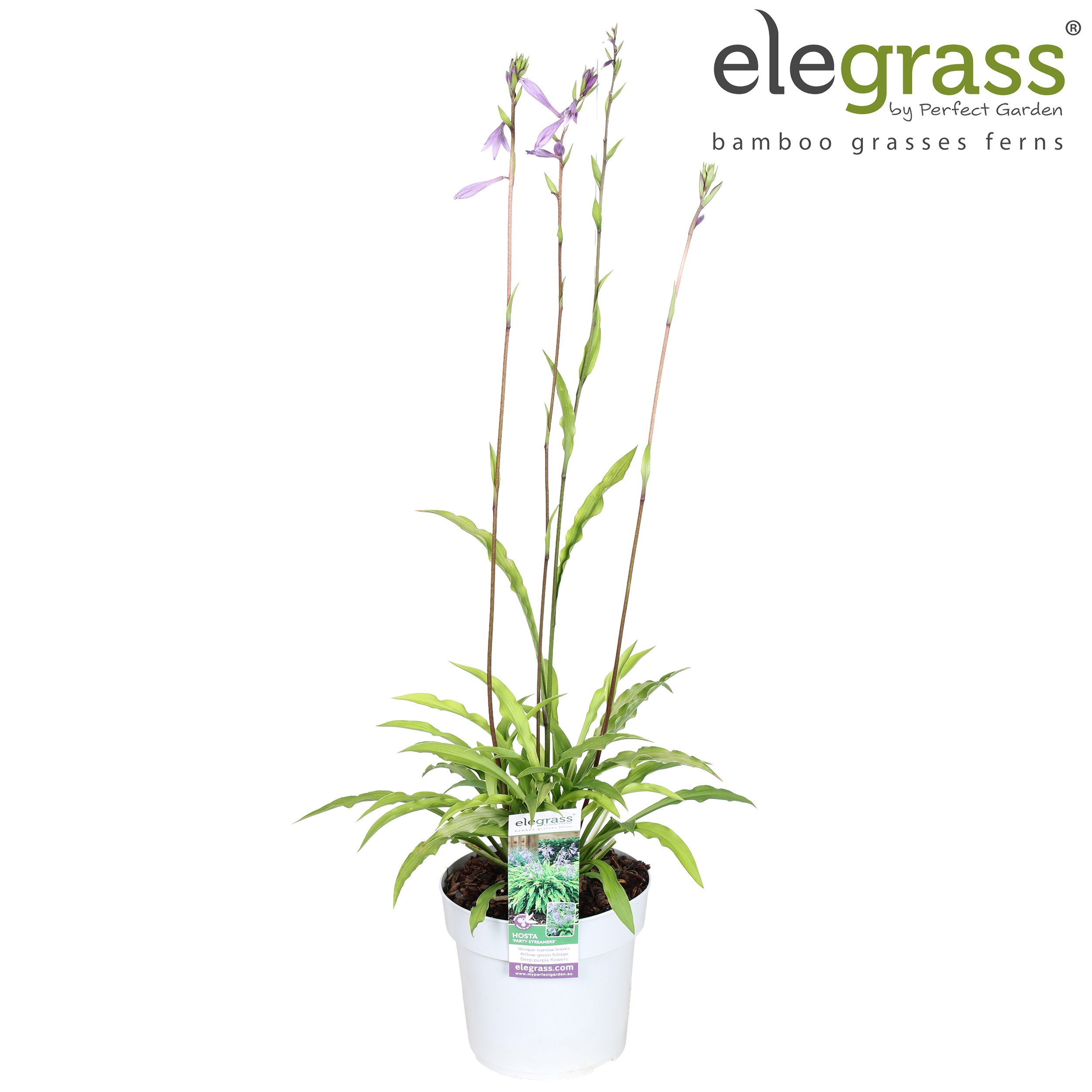Hosta 'Party Streamers'