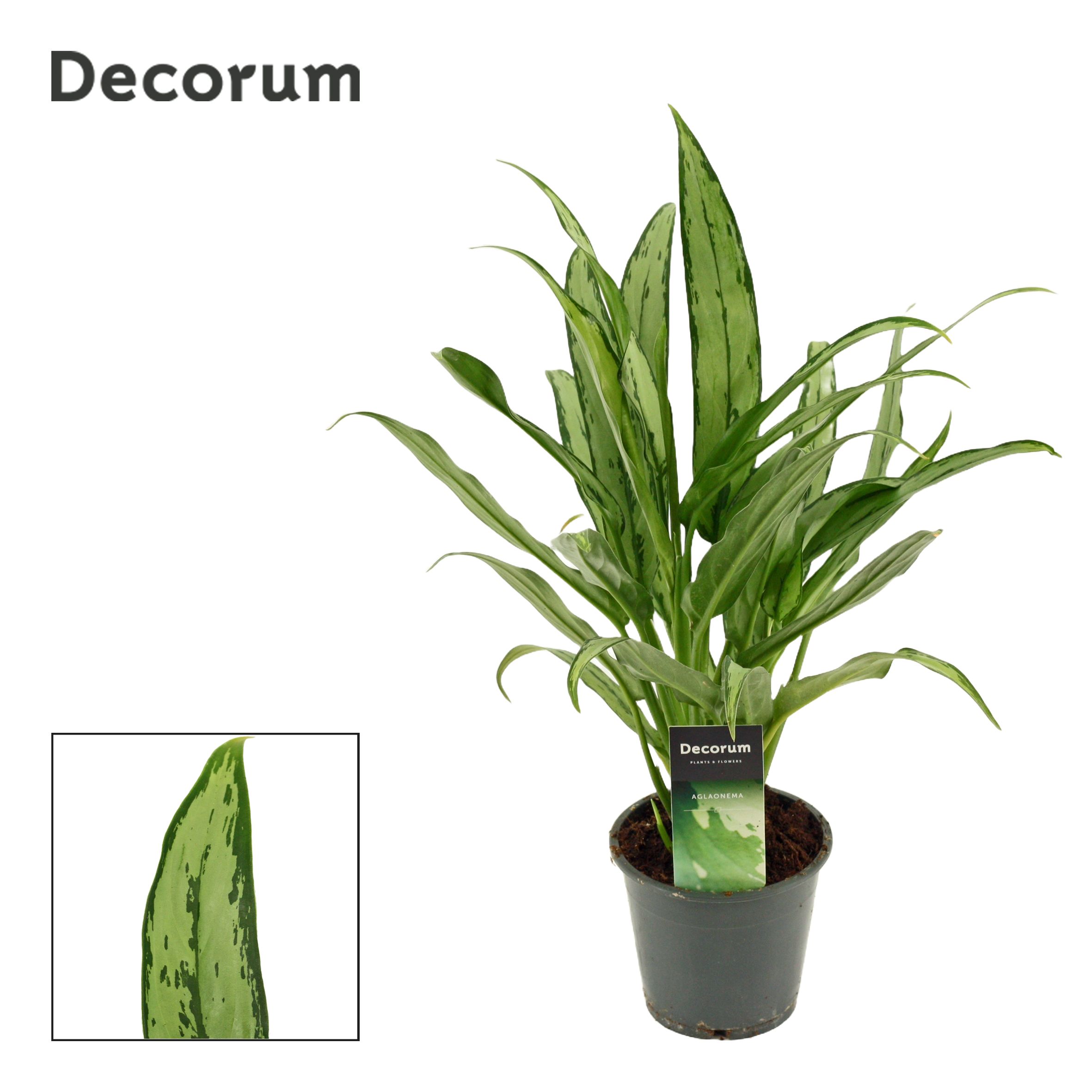 Aglaonema 'Cutlass' decorum