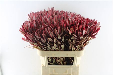 Leucadendron Jester 80cm