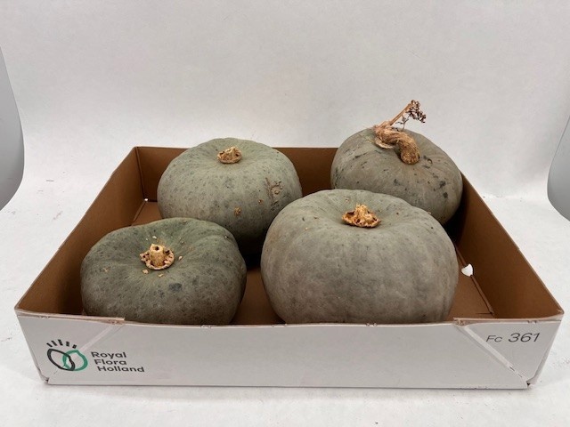 Cucurbita Jarrahdale