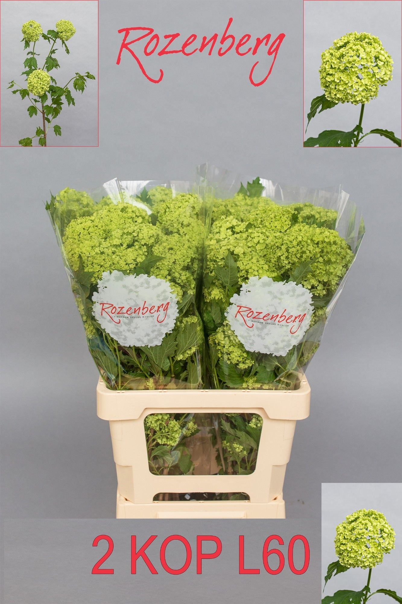 Viburnum Roseum St