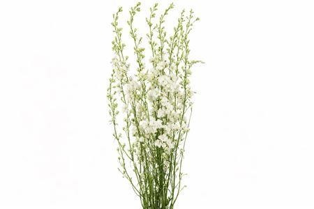 Dried/preserved Flowers Misc 70cm