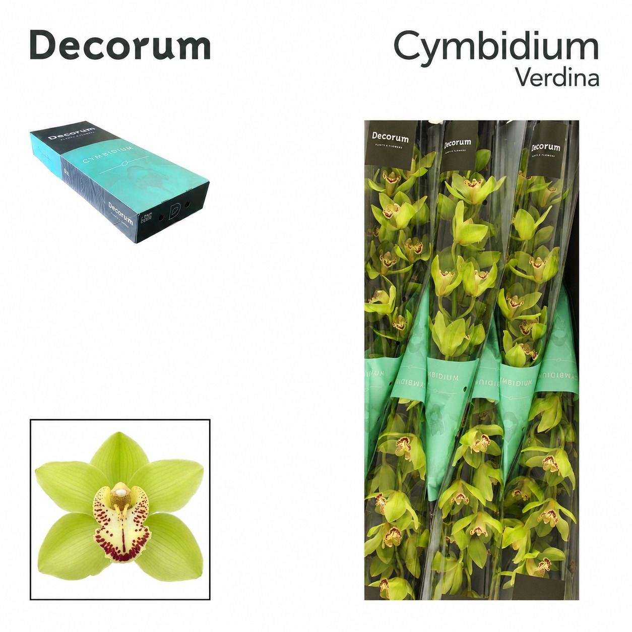 Cymb T Verdina Decorum 80cm