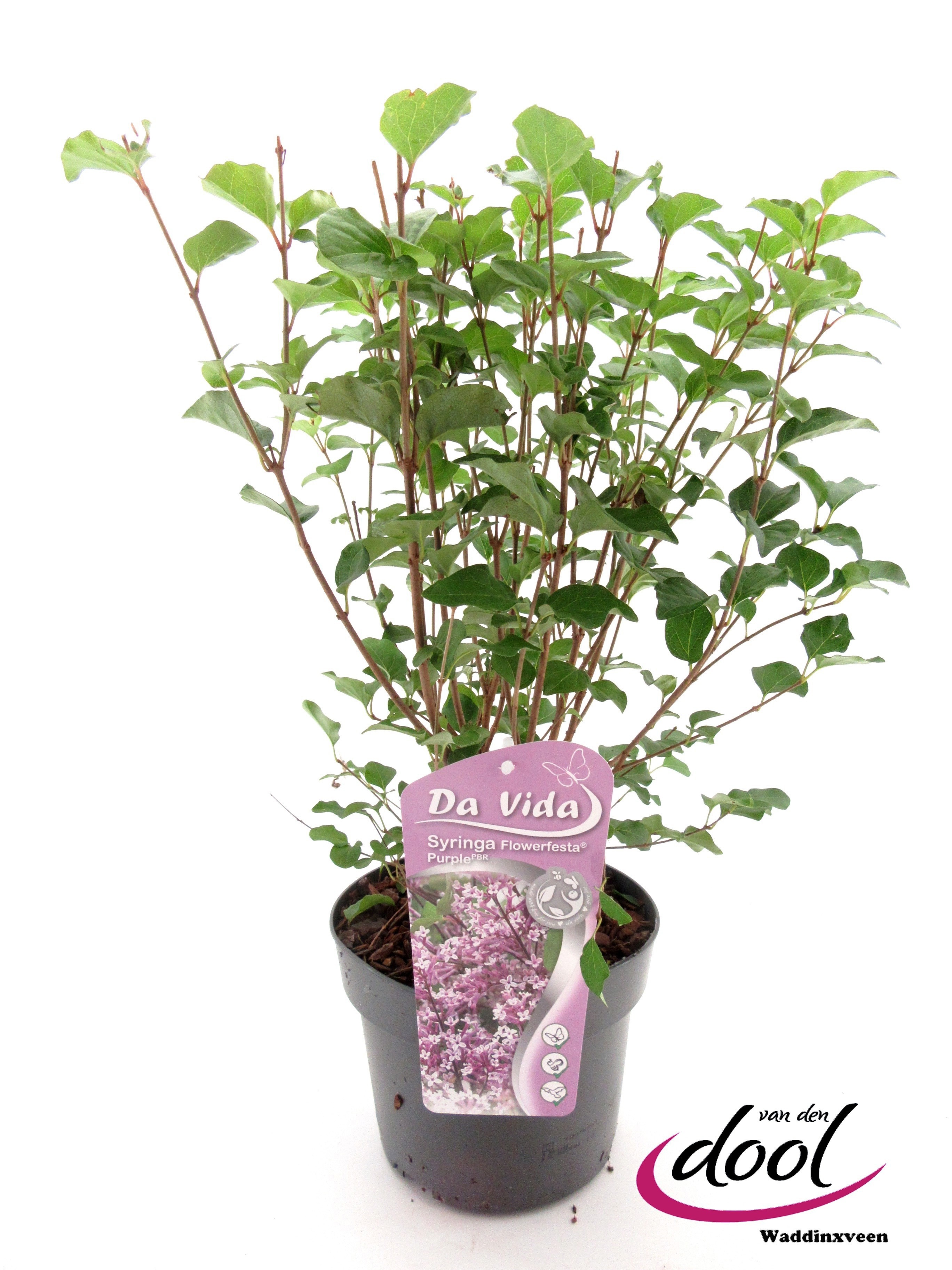 Picture of Syringa Flowerfesta Purple