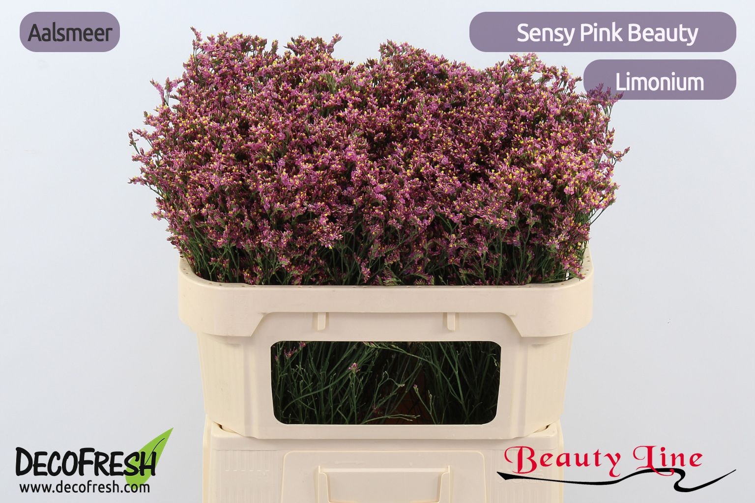 Lim Sin Sen Pin Beau 70cm 20gram