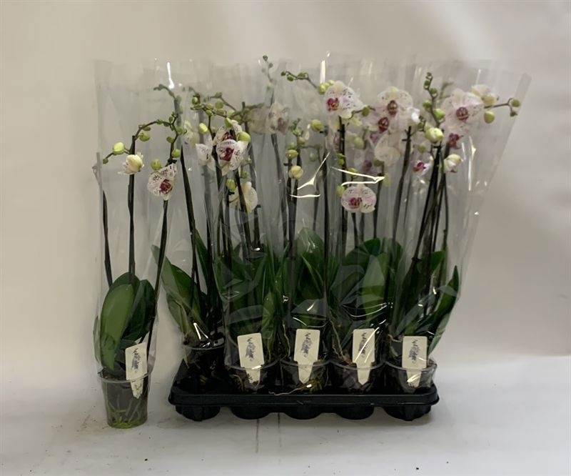 Phal Calypso 12Ø 70cm