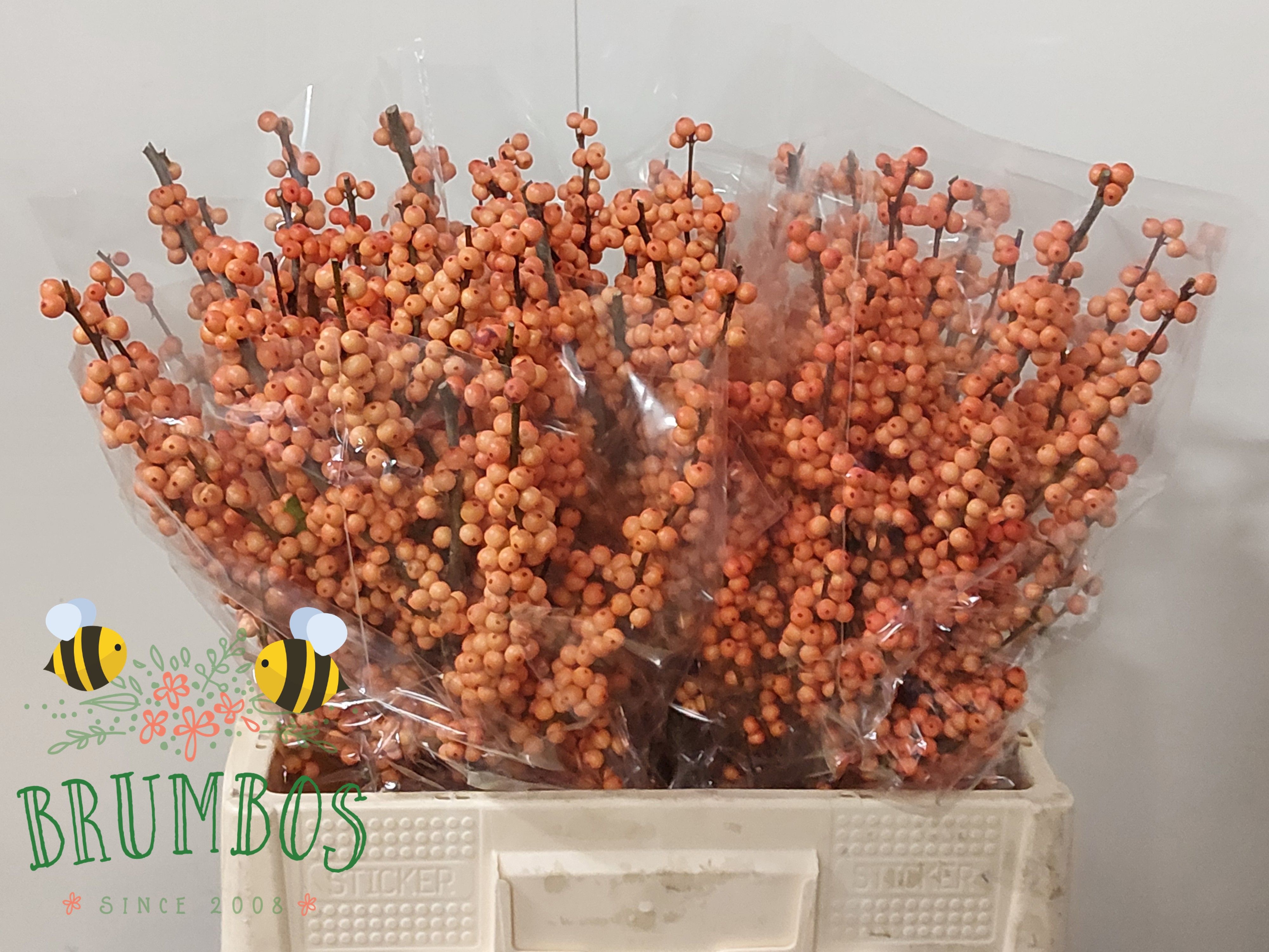 Ilex Ve Winter Gold
