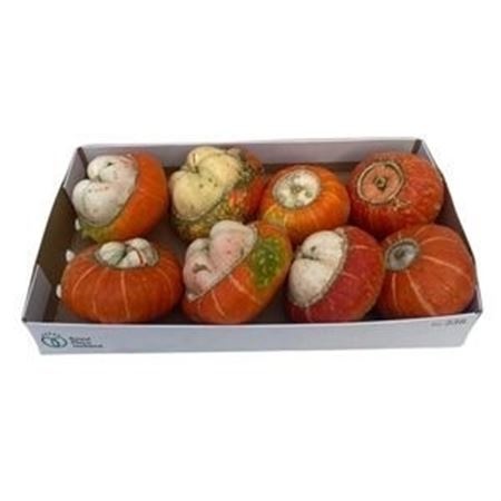 Cucurbita Turkish Turban Mix