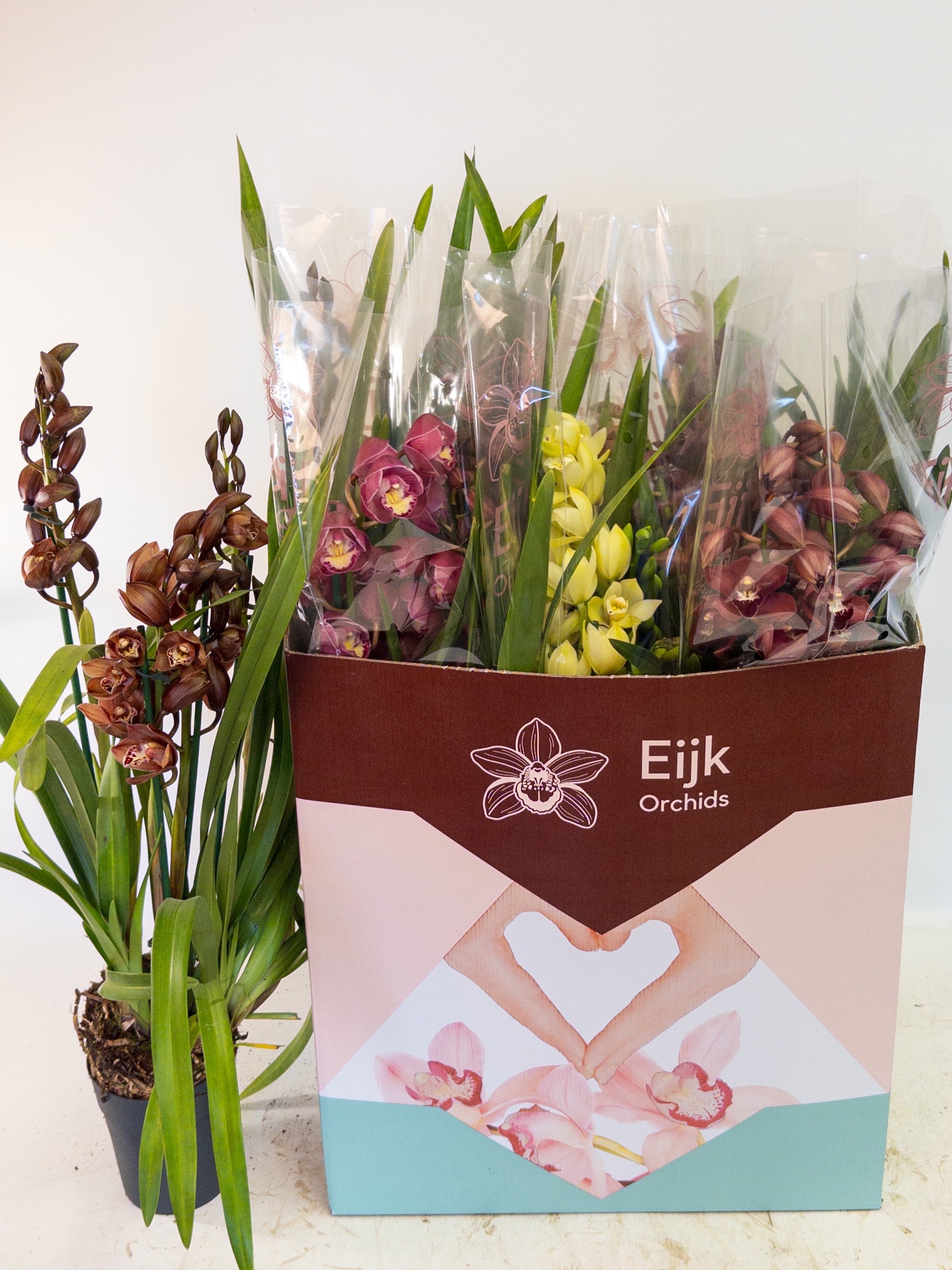 Cymbidium Asst Sp Orchids