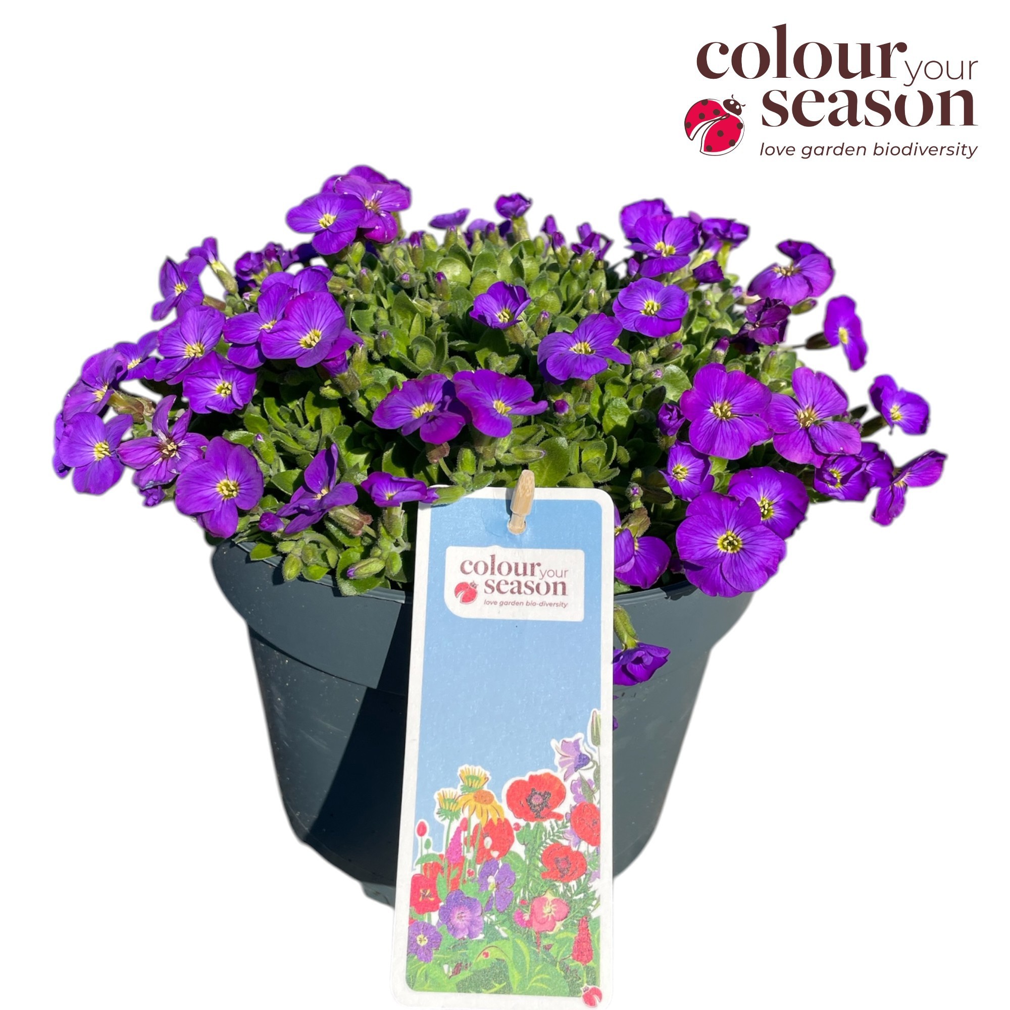 Aubrieta gracillis 'Kitte Blue'