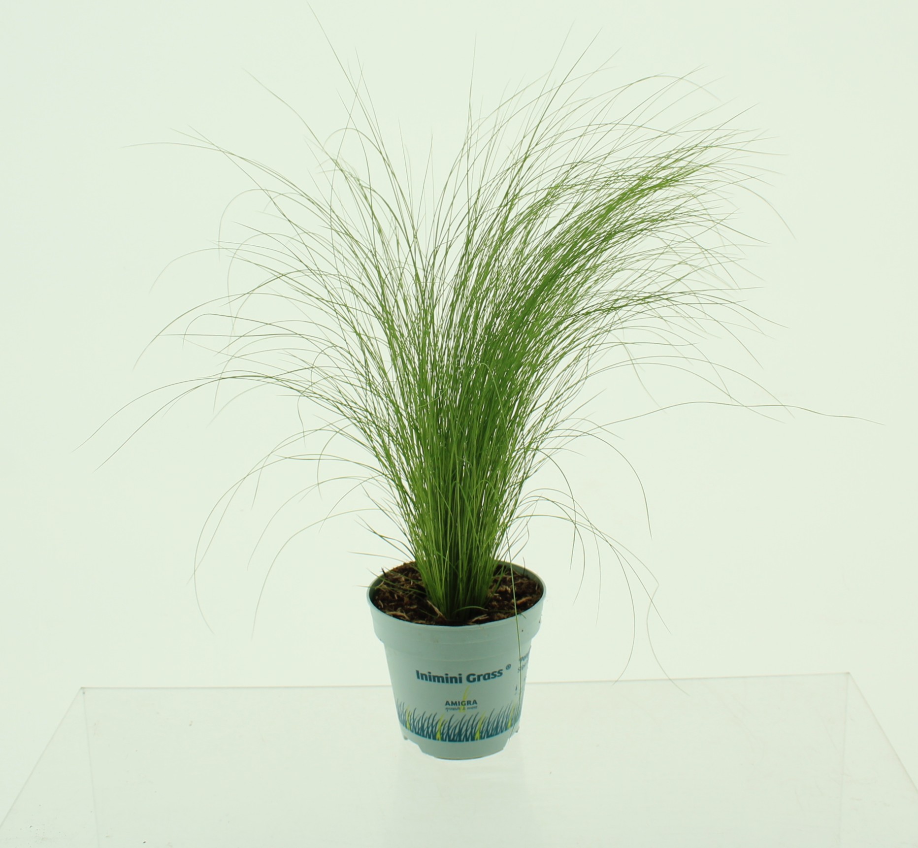 Picture of Stipa tenuifolia 'Ponytails'