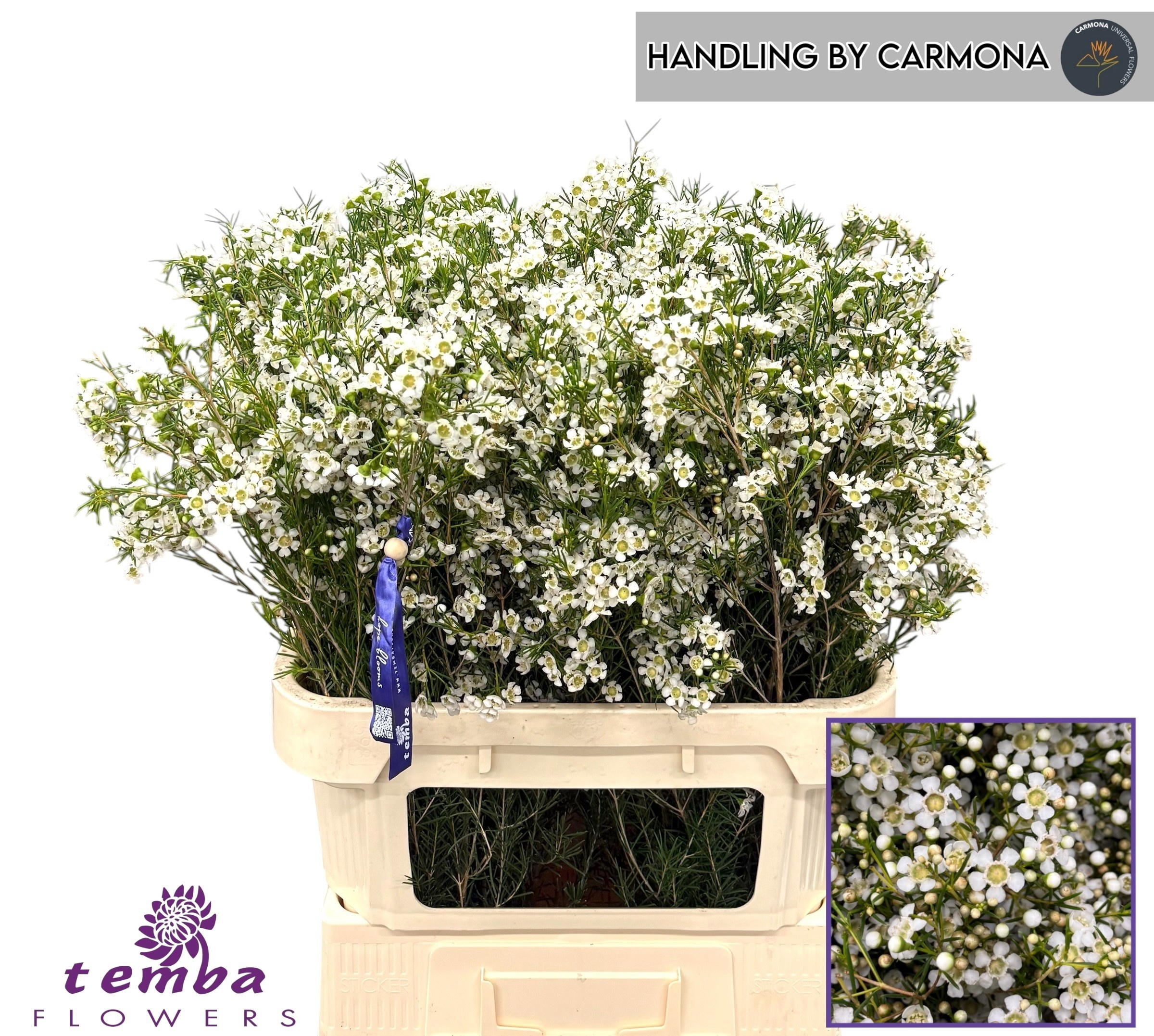 Chamelaucium Ofir 80cm 70gram