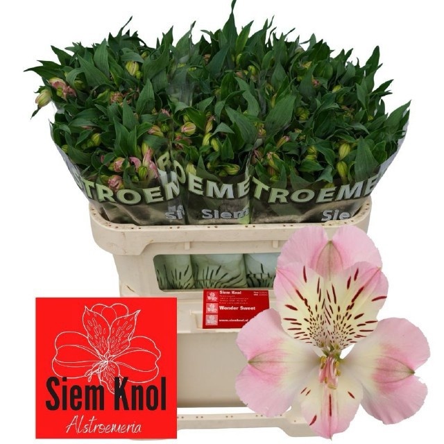 Alstr Wonder Street 70cm 45gram