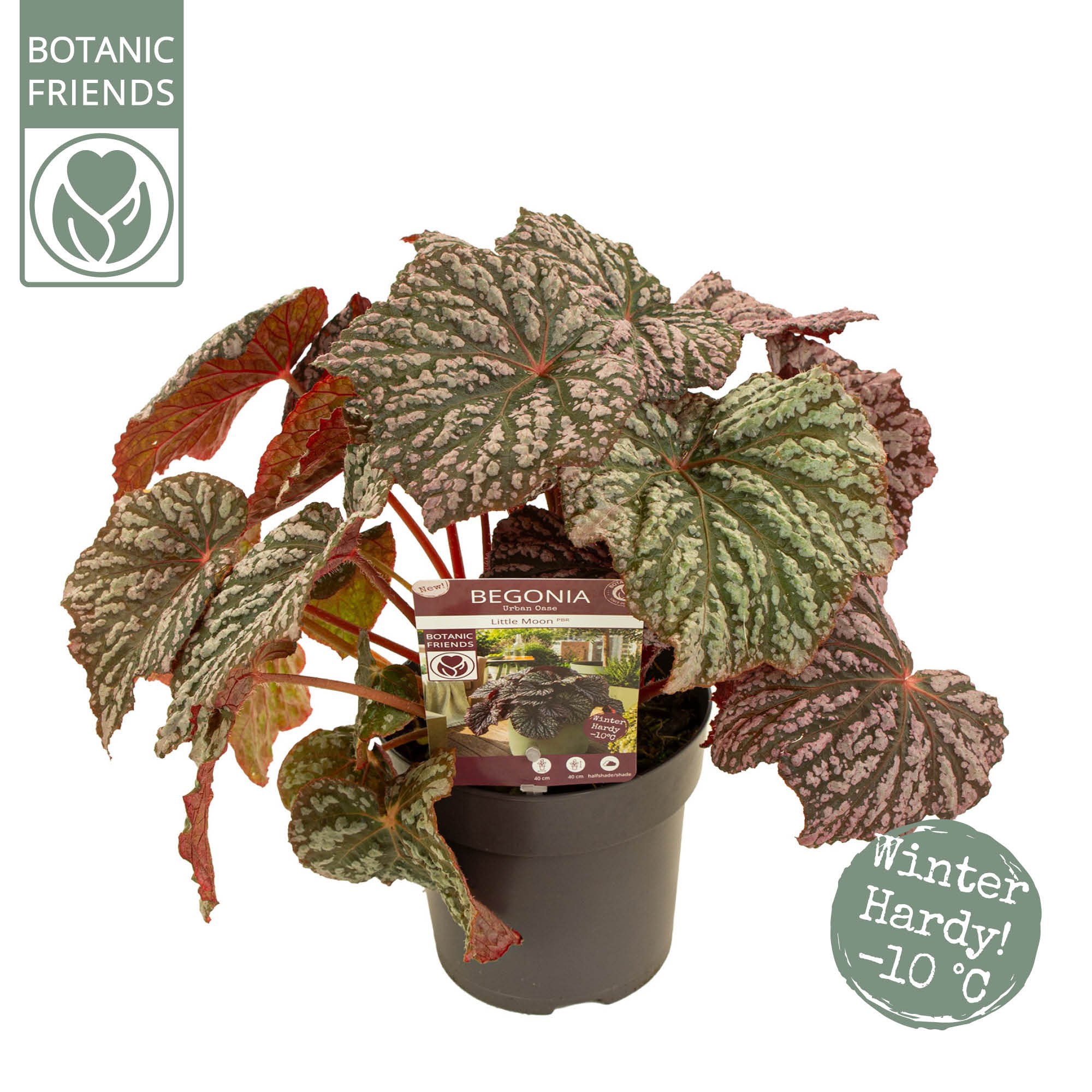 Begonia 'Little Moon'