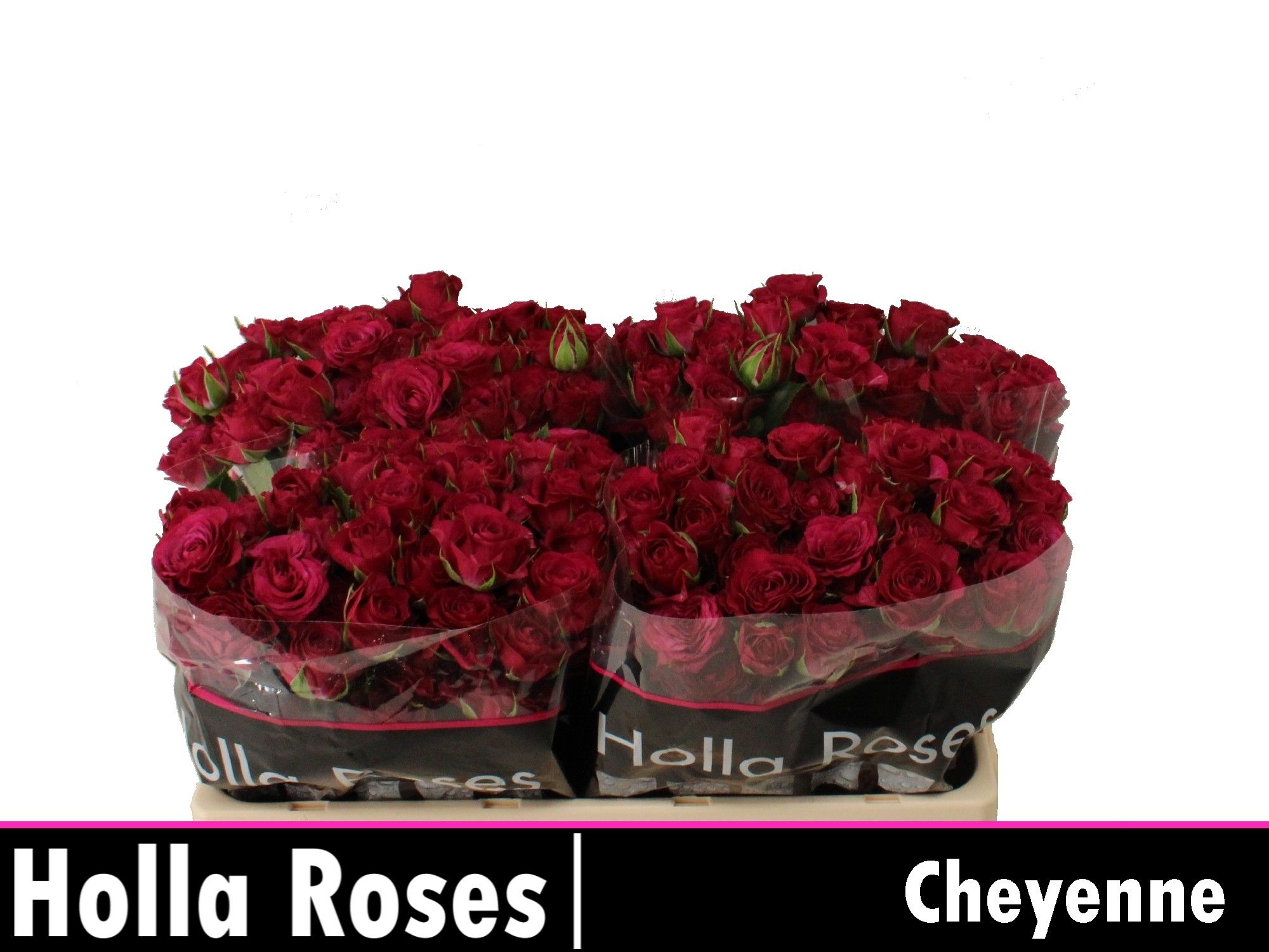 Rosa Spr Cheyenne 50cm