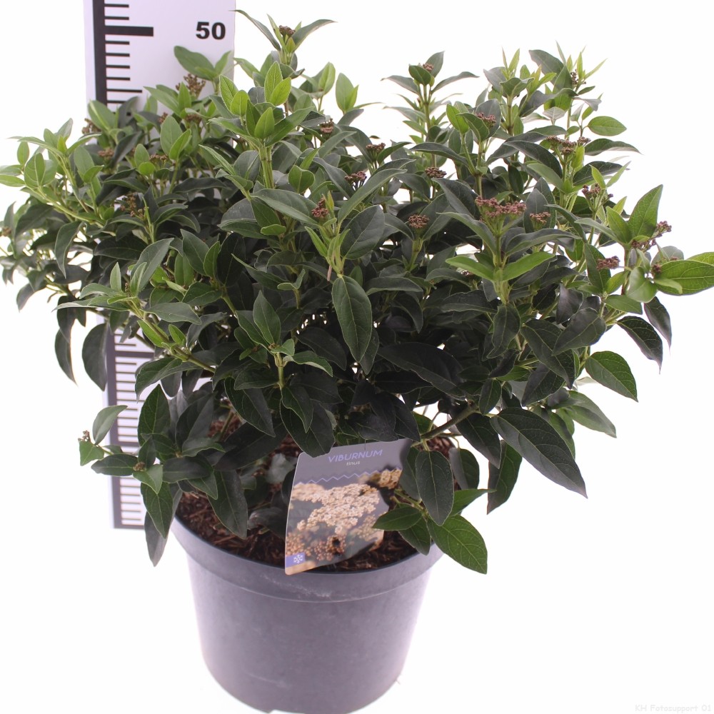 Picture of Viburnum tinus