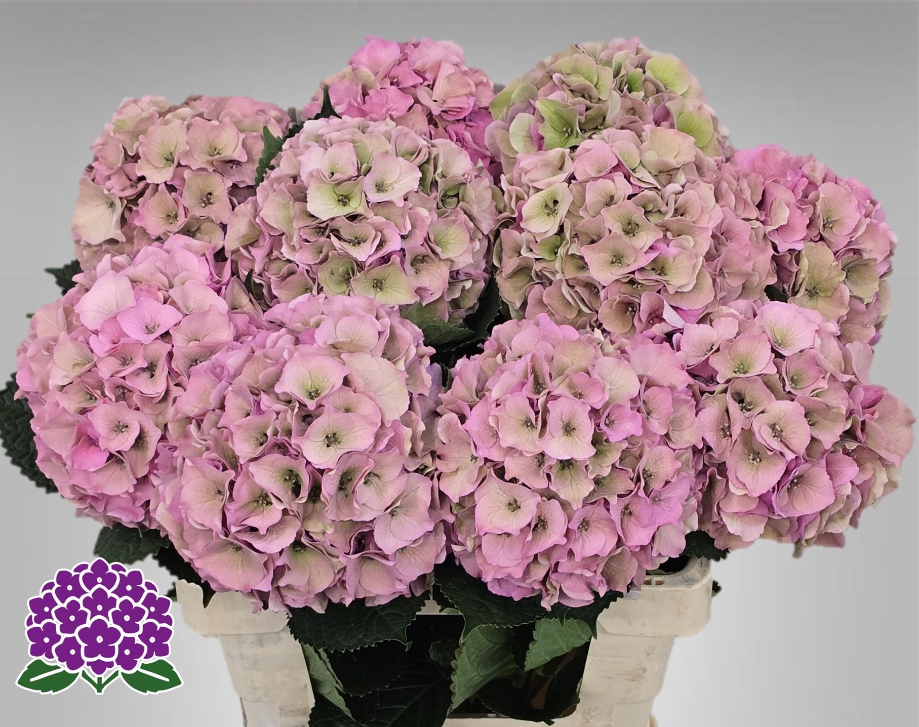 Hydrangea Royal Palace Classic 60cm 17Ø