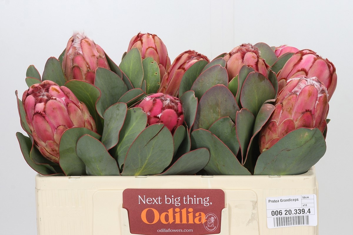 Protea Grandiceps 50cm