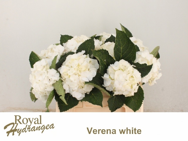 Hydrangea White Verena 50cm 16Ø