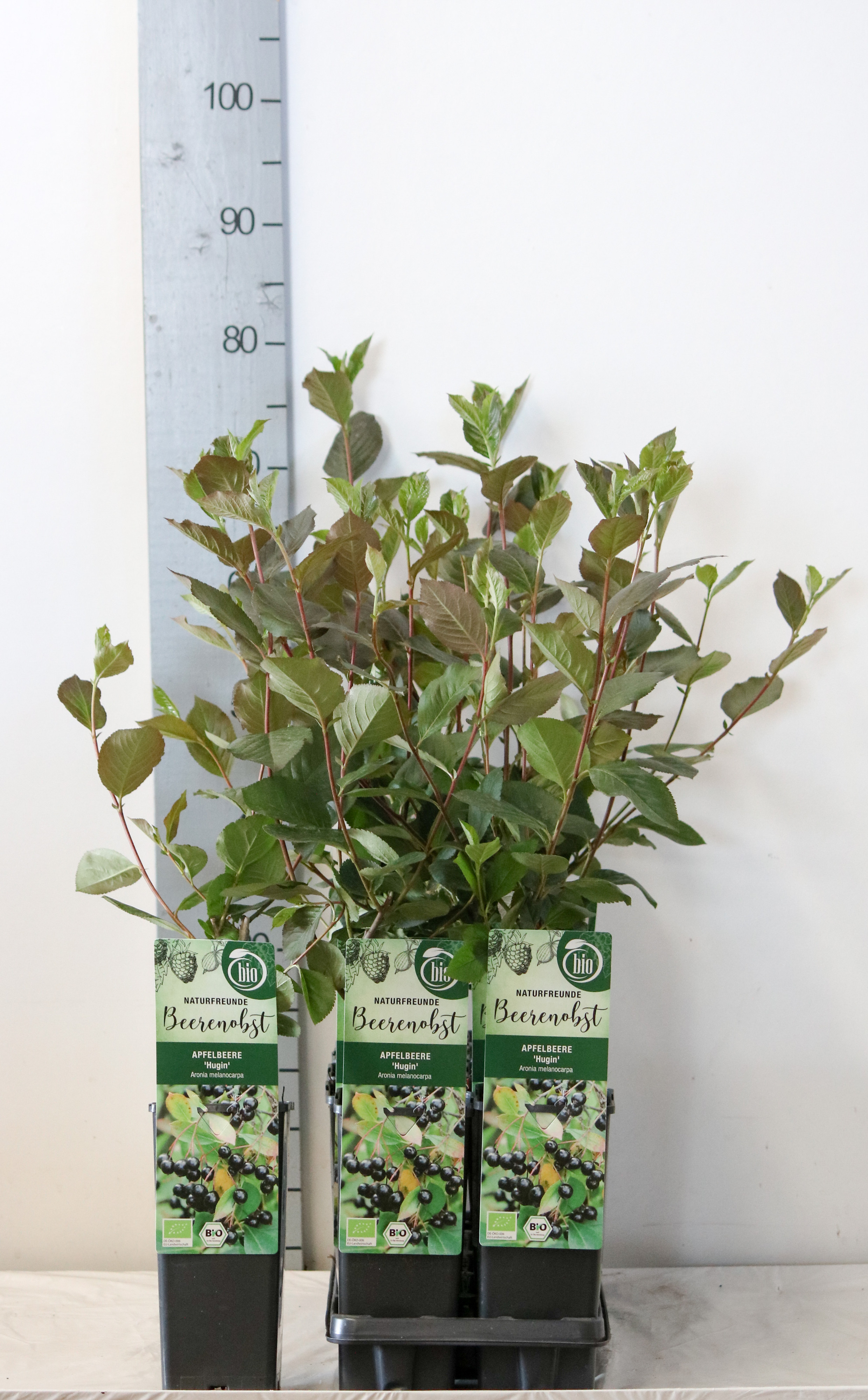 Aronia melanocarpa 'Hugin' bio