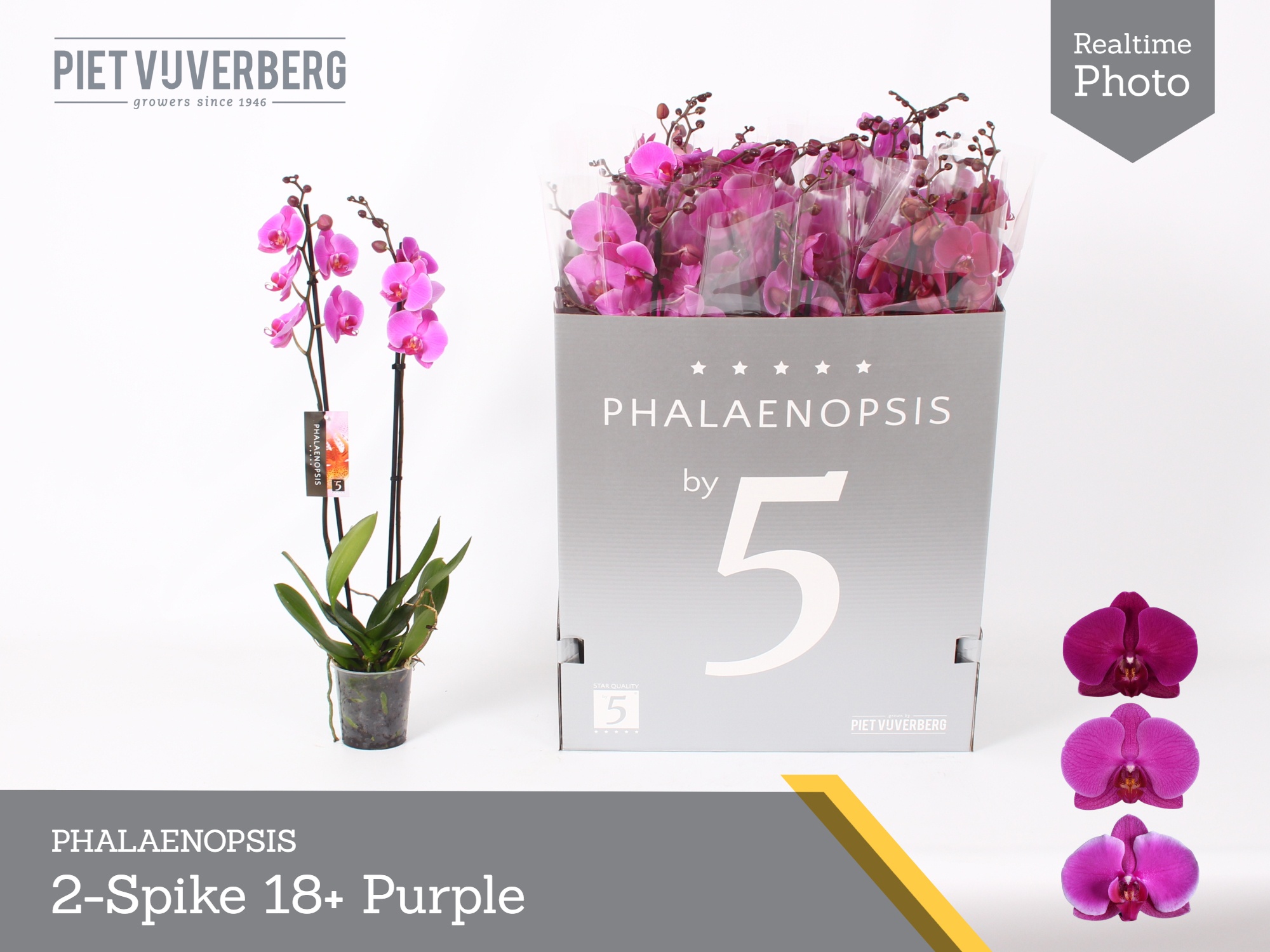 Phal Ov Paars 12P 70H 2TAK 18bloem 23bloei