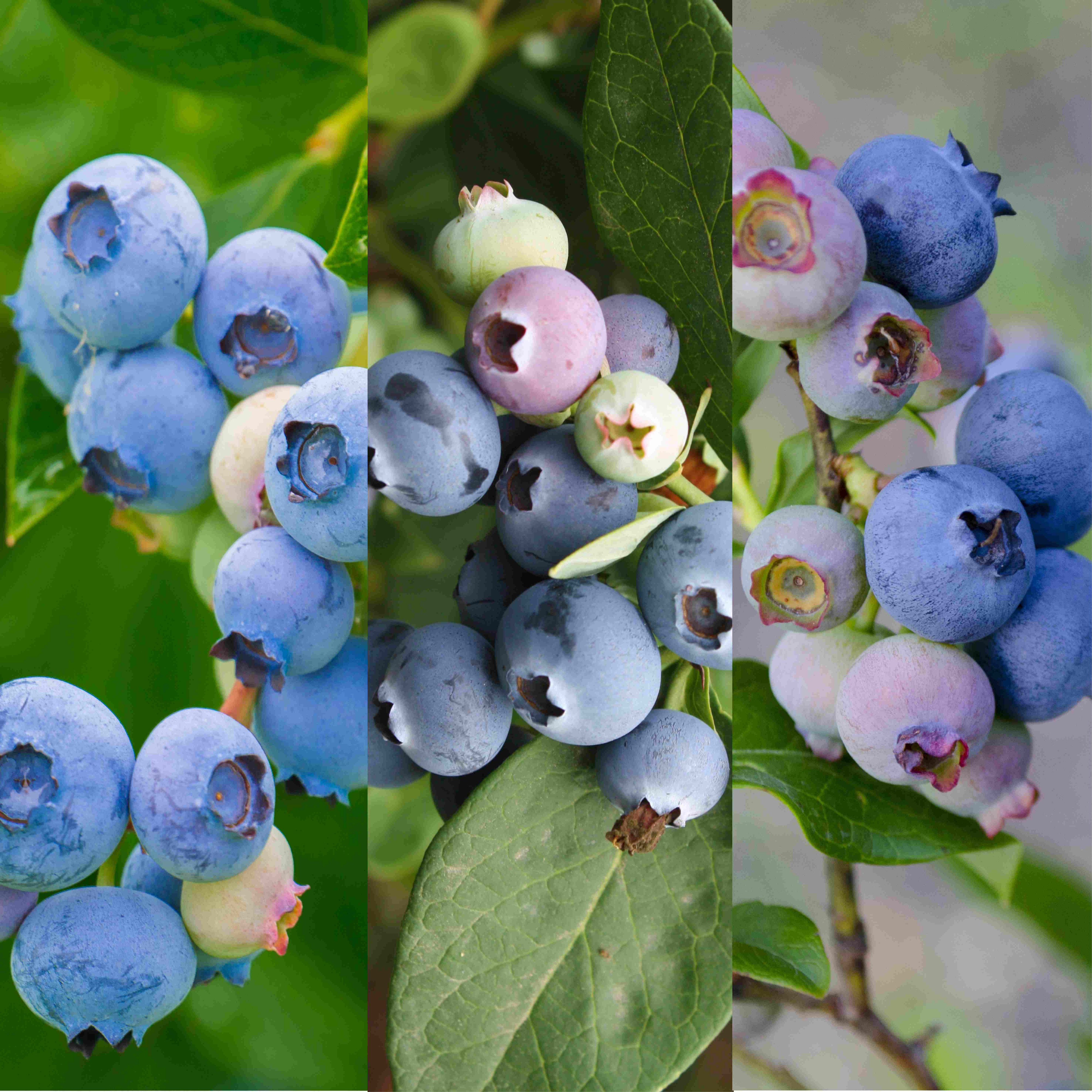 Vaccinium BIO Vaccinium corymbosum in varieties DE-ÖKO-006