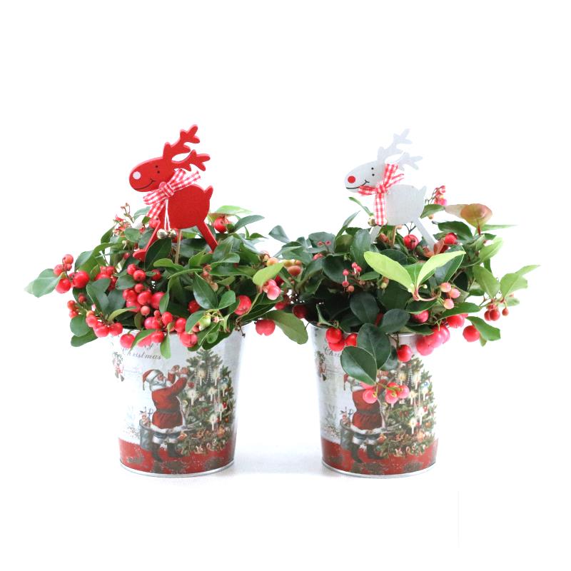 Picture of Gaultheria pr. Big Berry P10 in Zinc Santa + Reindeer P12