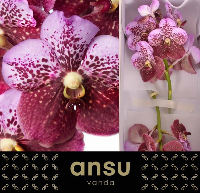 Vanda Di Pink Mahoga
