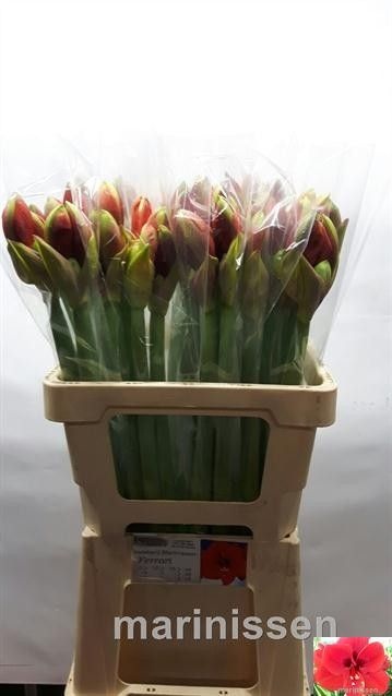 Hippeastrum Ferrari 2/4bl