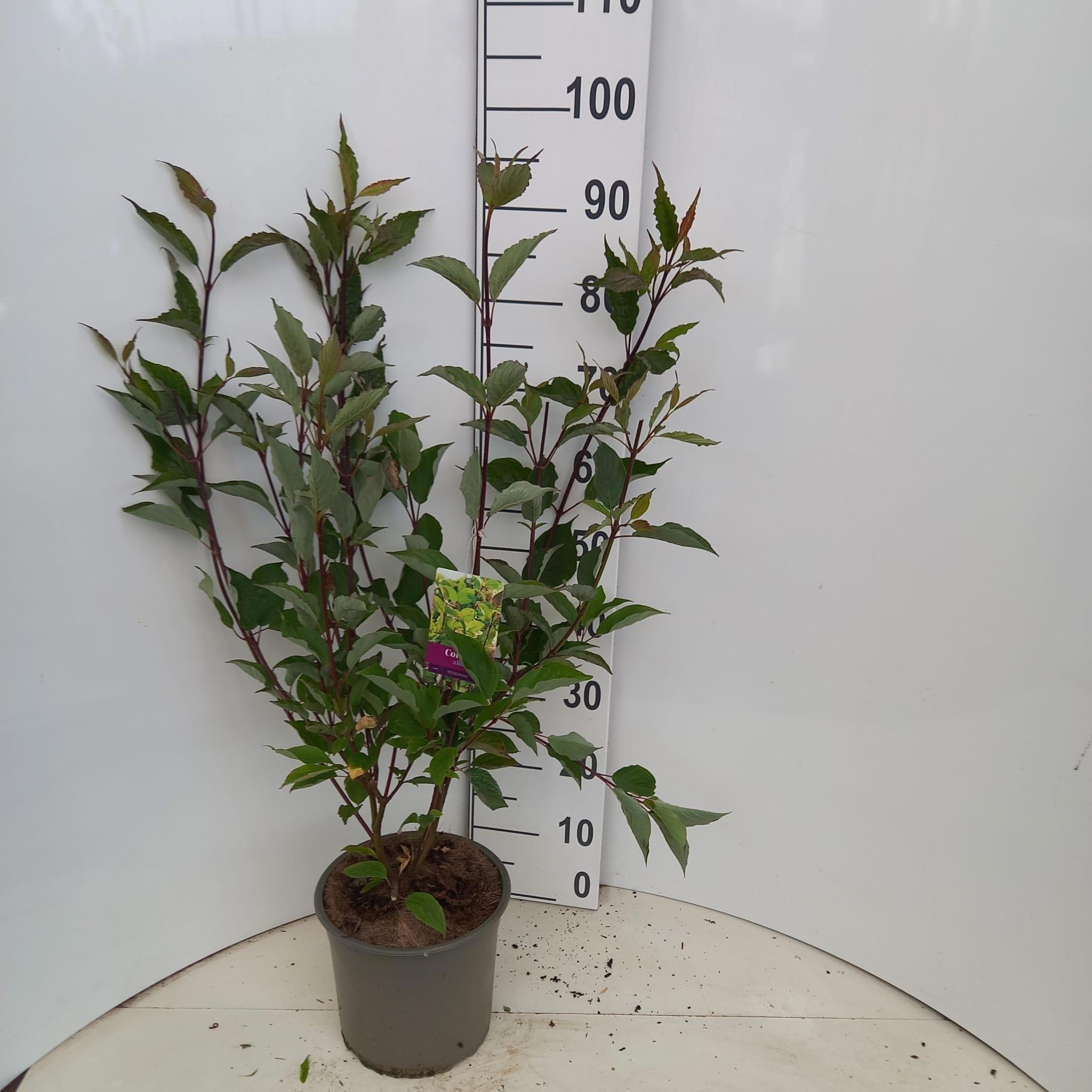 Cornus alba 'Kesselringii'