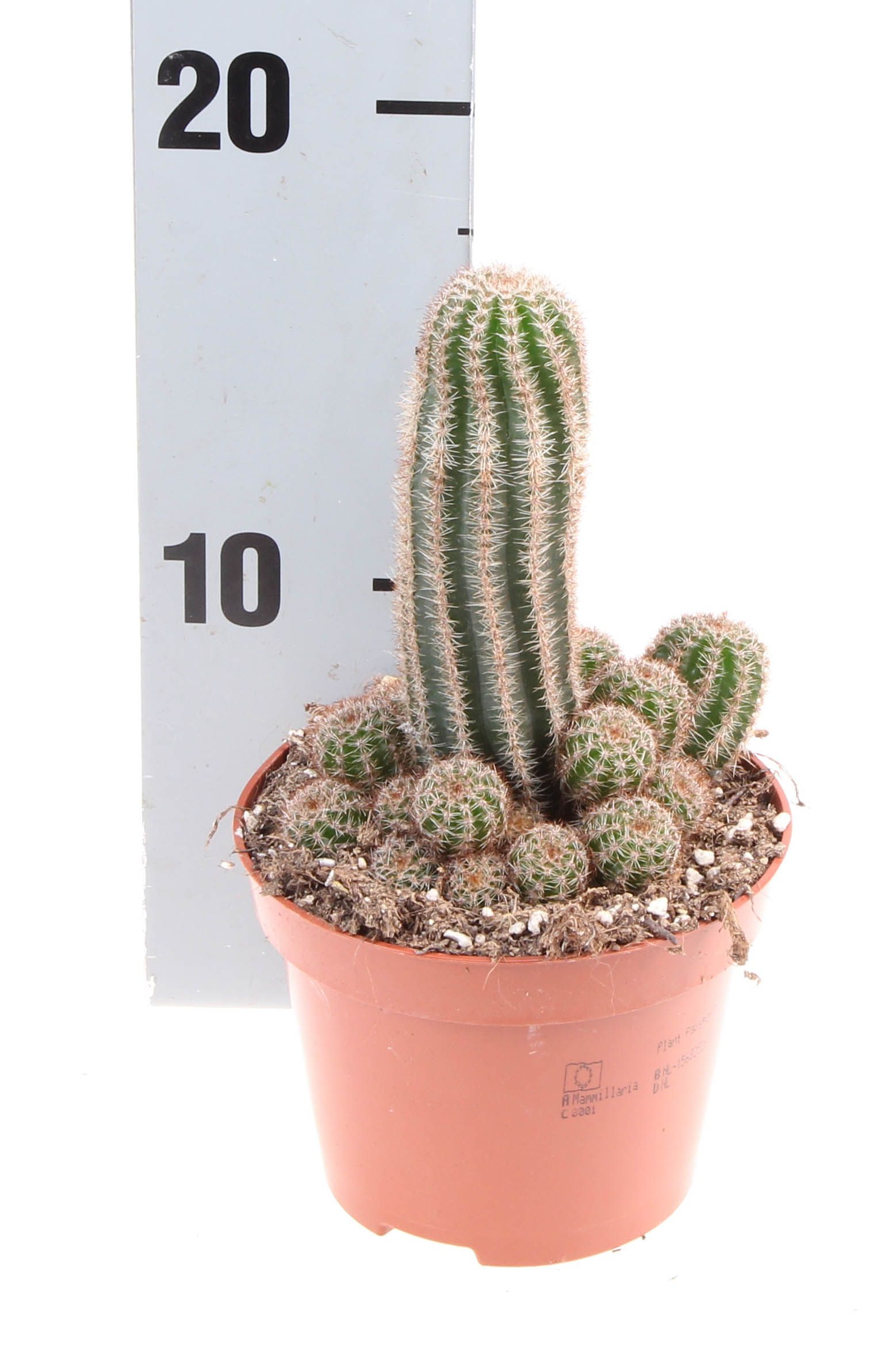 kaktus Chamaelobivia P | Hamiplant