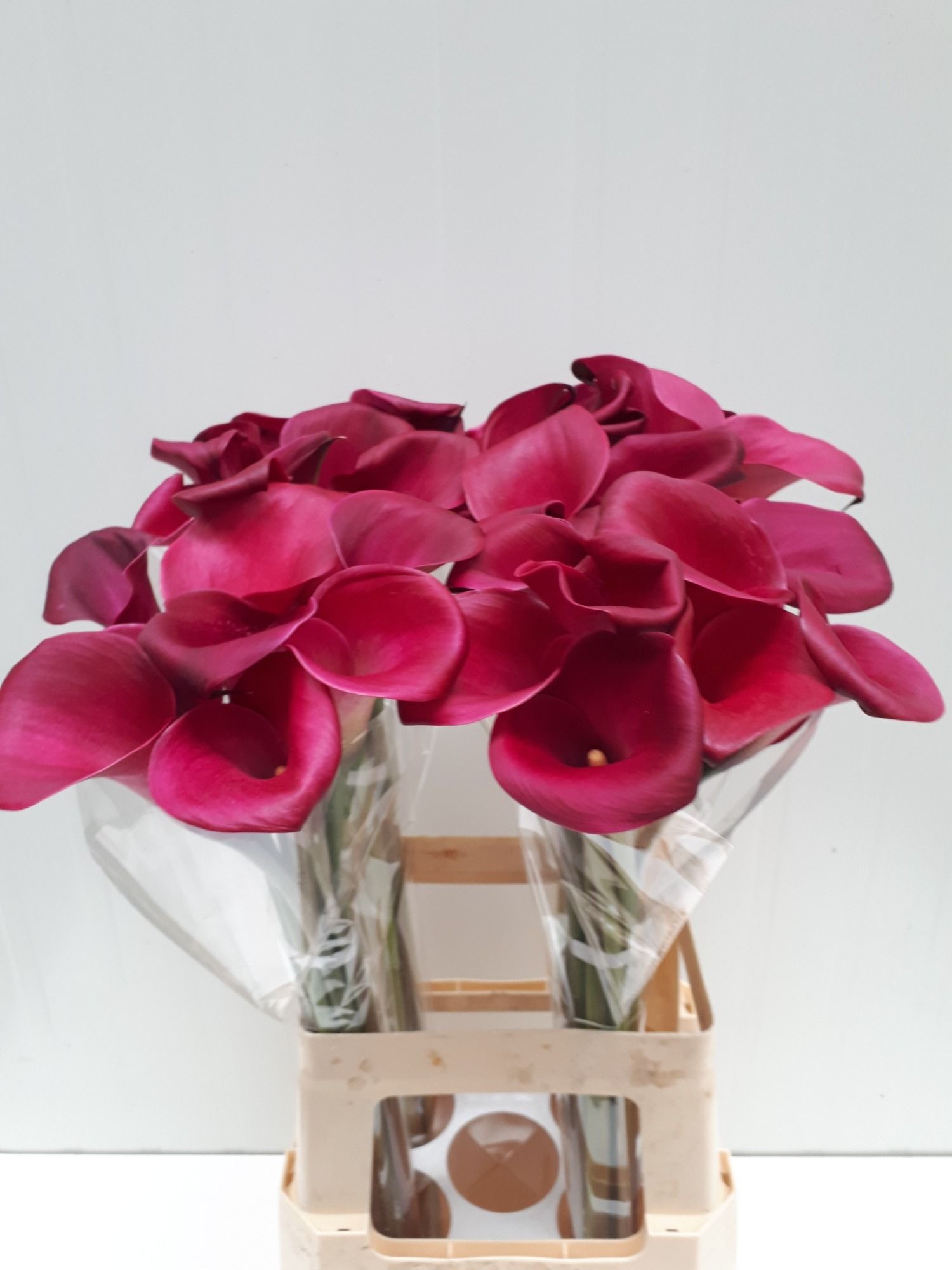 Calla Sumatra 70cm
