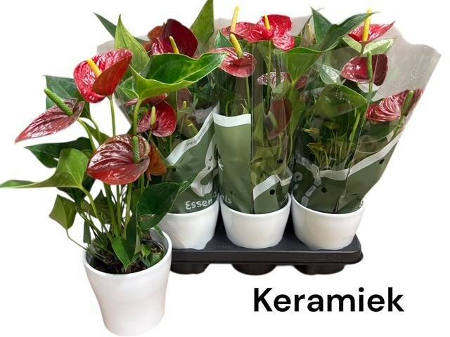 dracaena cinnabari the dragon blood tree Dracaena Cinnabari plant | Dragon Blood Tree 5-10 cm