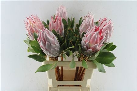 Protea Cynaroides