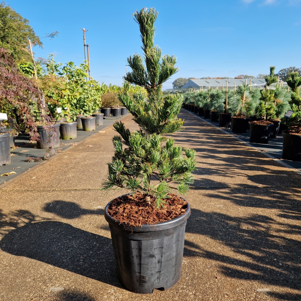 Picture of Pinus parviflora Ara-Kawa C11 60/70 (LOOSE)